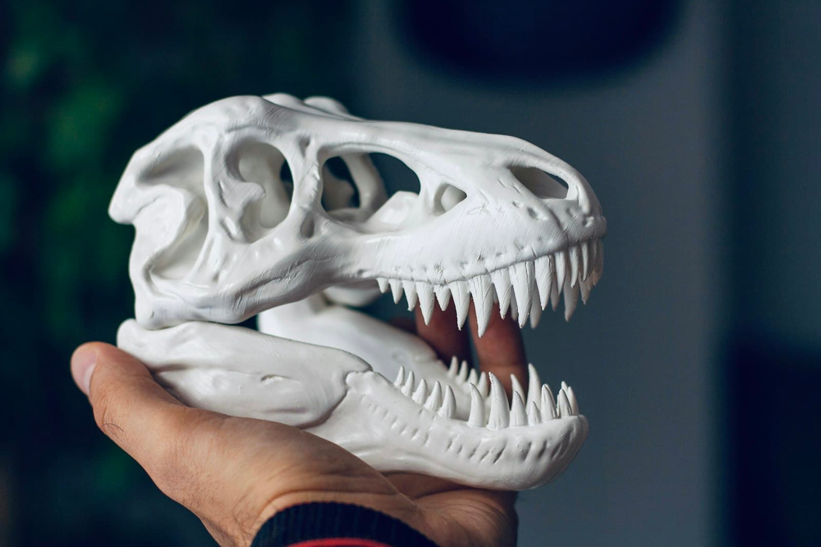 A white 3D-printed T. rex skull held in one hand