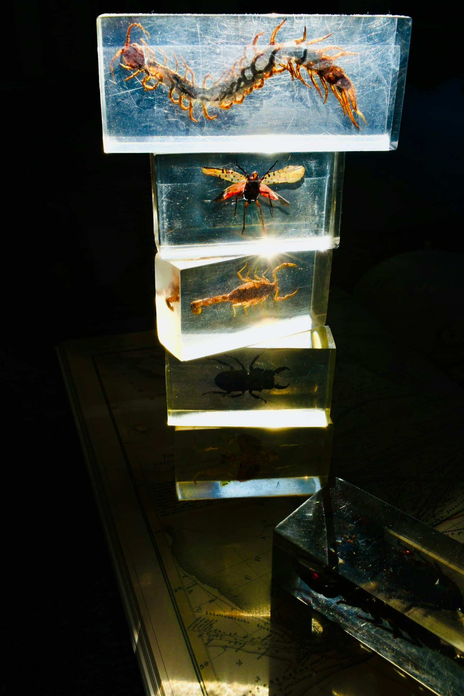 Specimens preserved in clear cast resin blocks